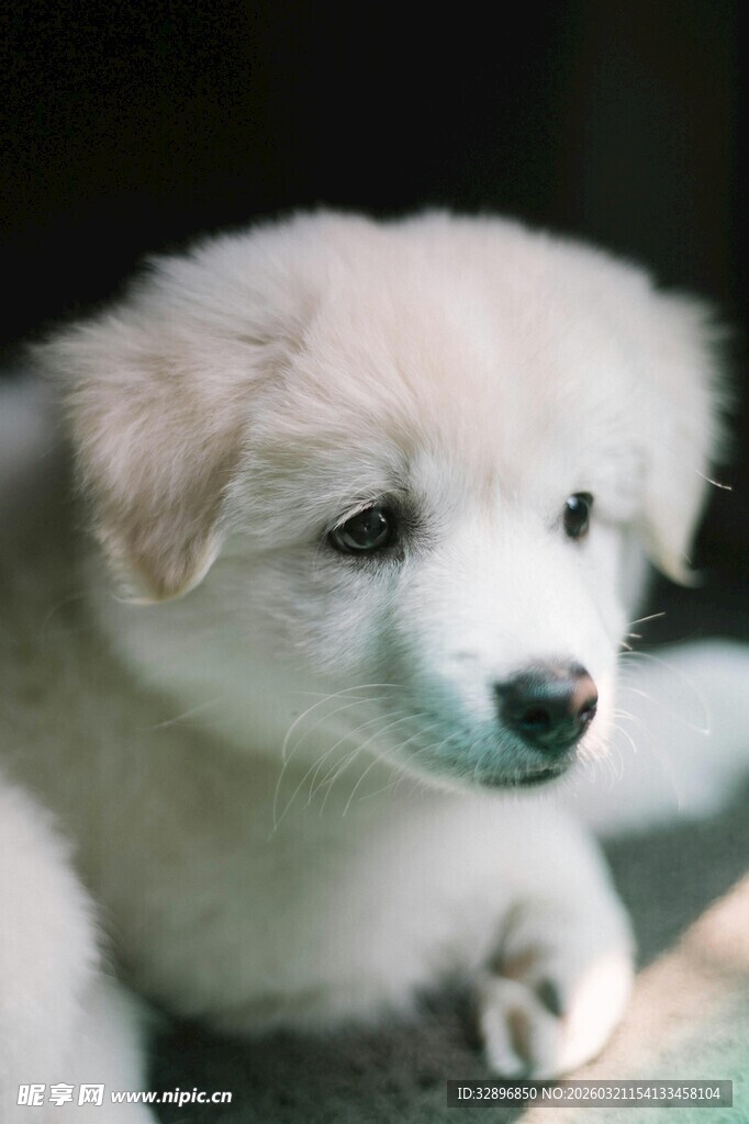 可爱小白狗趴卧