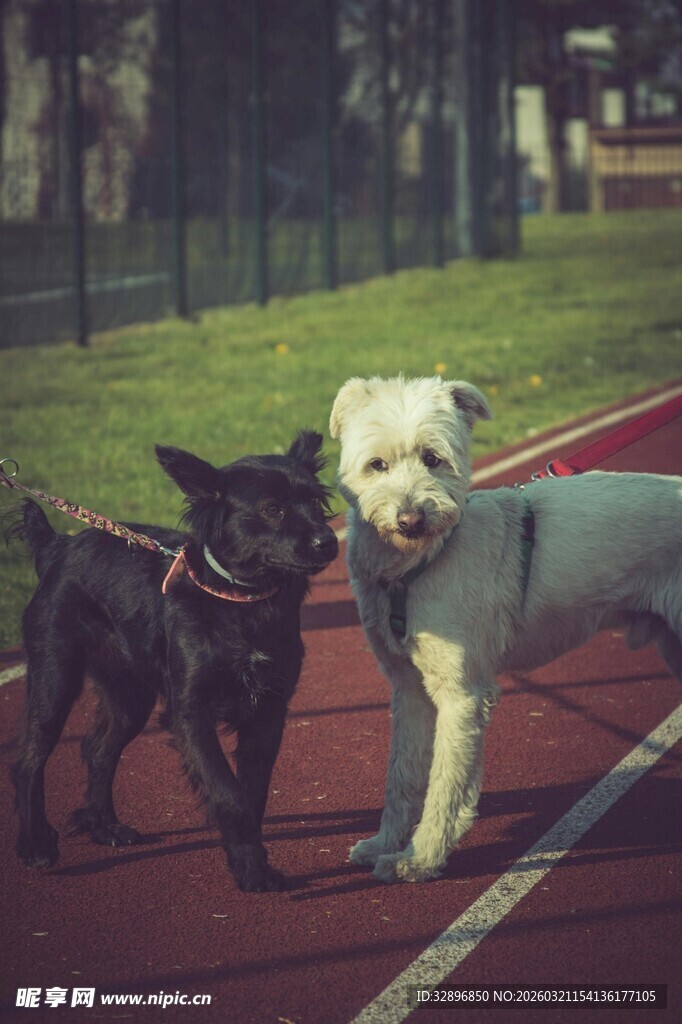 跑道上的两只可爱狗狗
