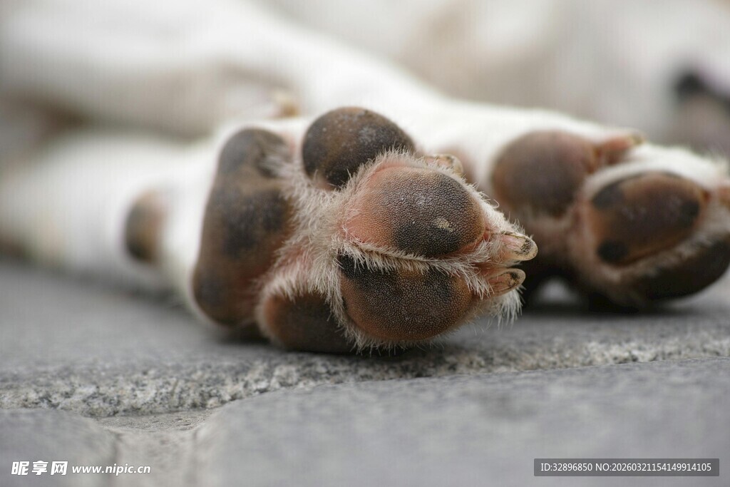 狗狗可爱爪子特写