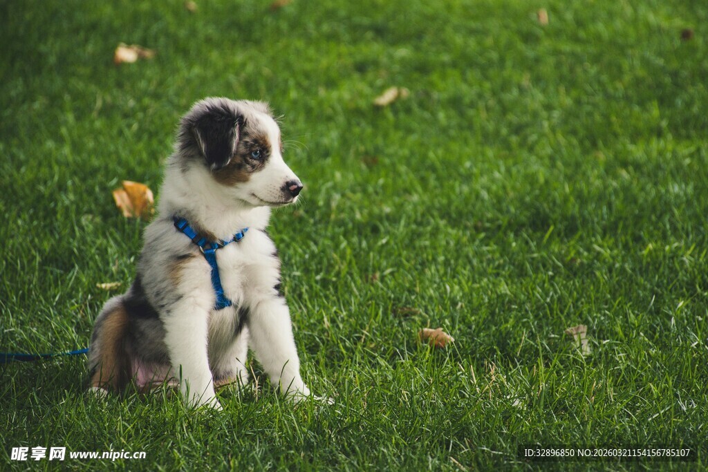 草地上的可爱小狗