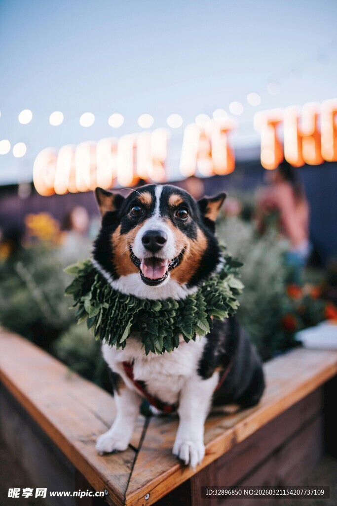 戴花环的开心柯基犬