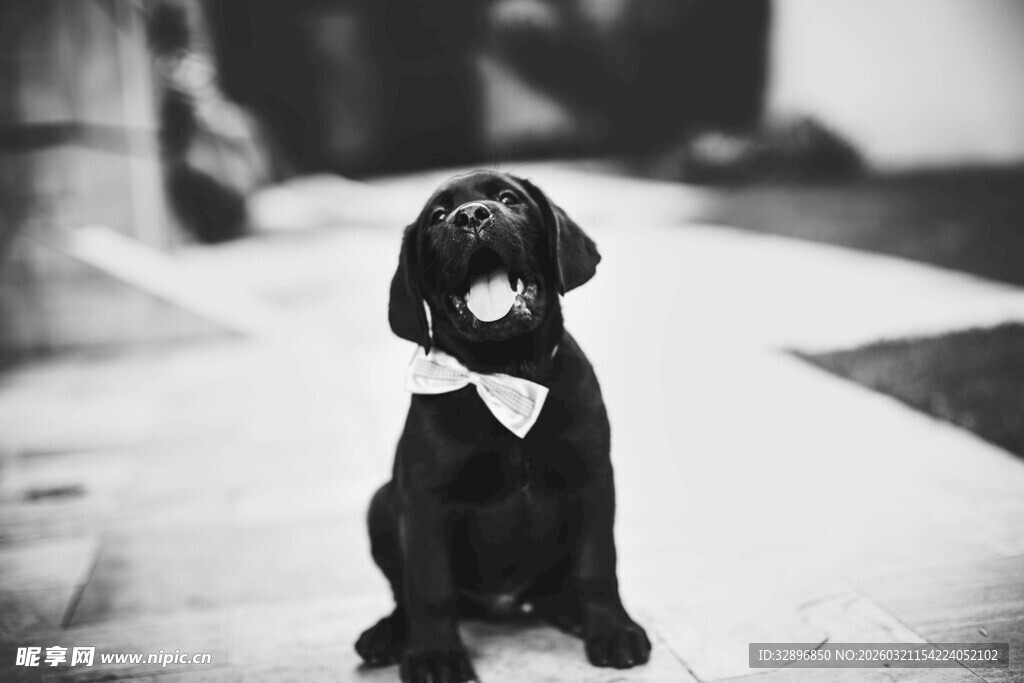 黑白萌犬系领结端坐