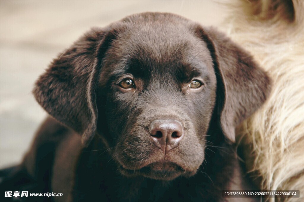 可爱拉布拉多幼犬