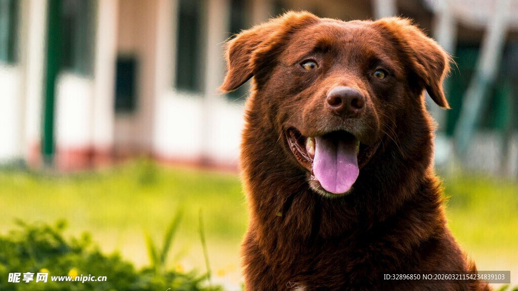 棕色狗狗户外开心模样