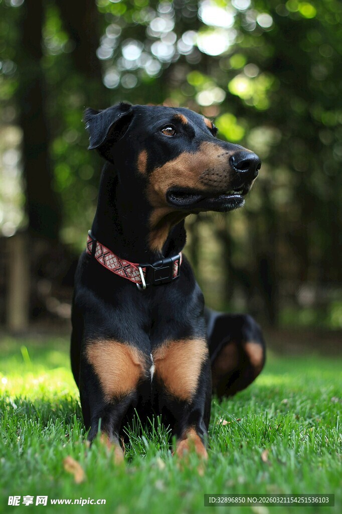 草地上的可爱杜宾犬