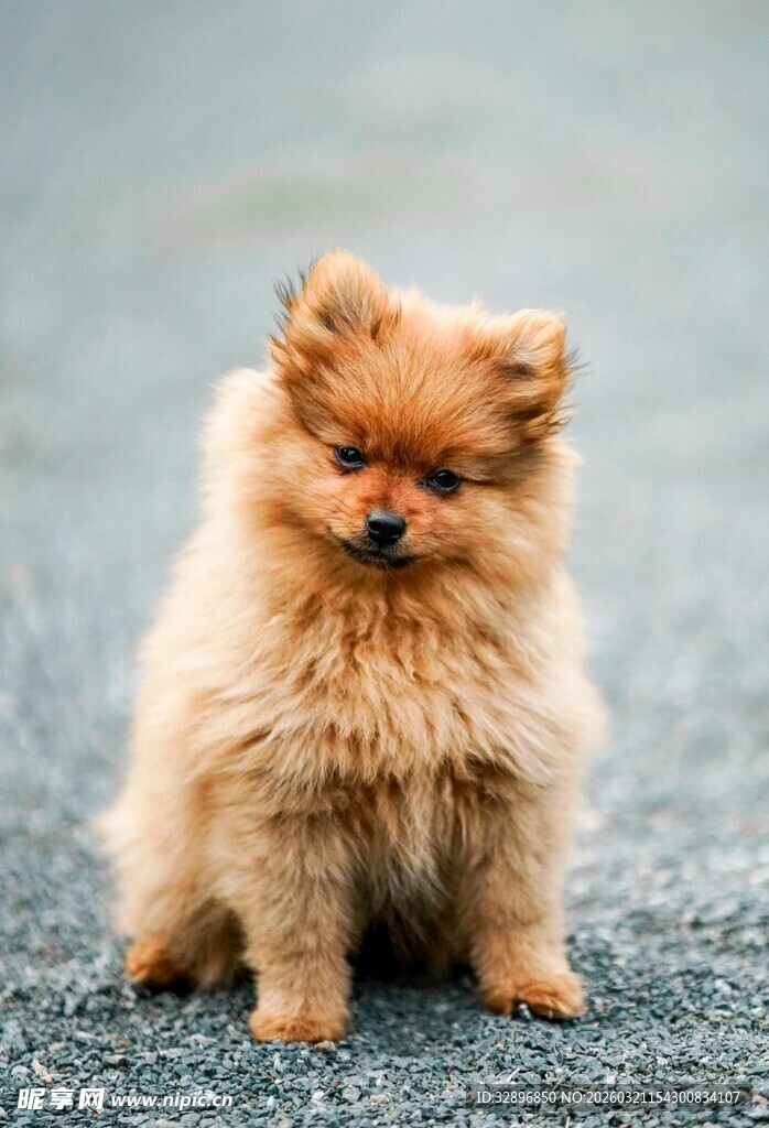 可爱博美犬蹲坐灰色地面