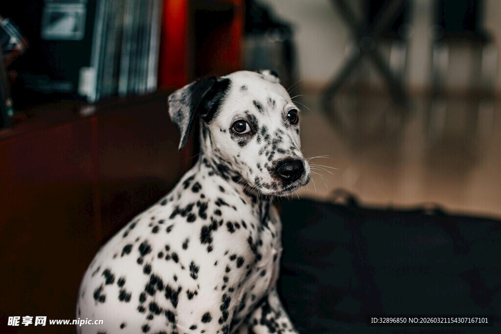 可爱斑点狗安静坐着