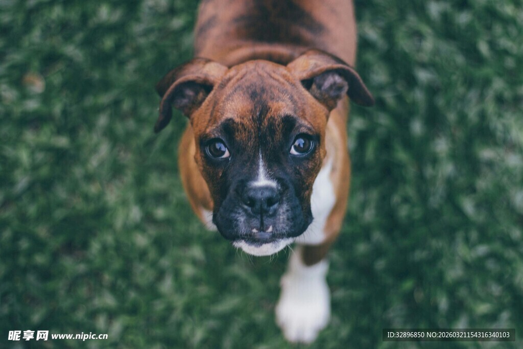 仰视视角下的可爱拳师犬