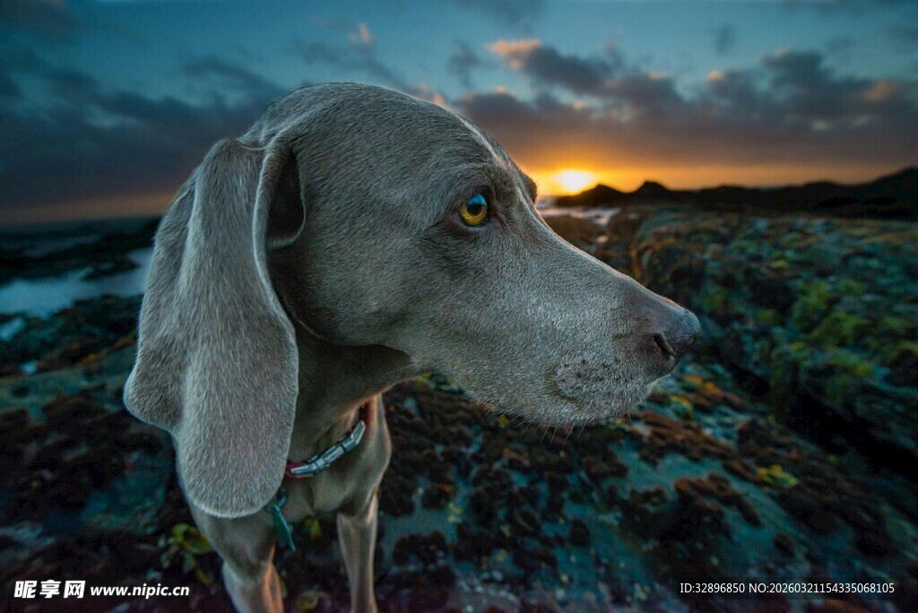 黄昏海边的优雅猎犬