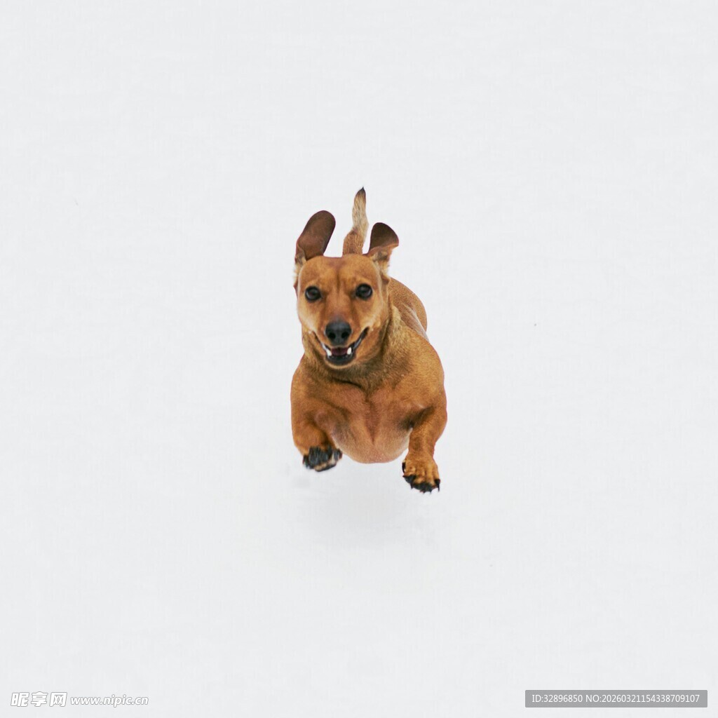 跳跃的棕色小狗