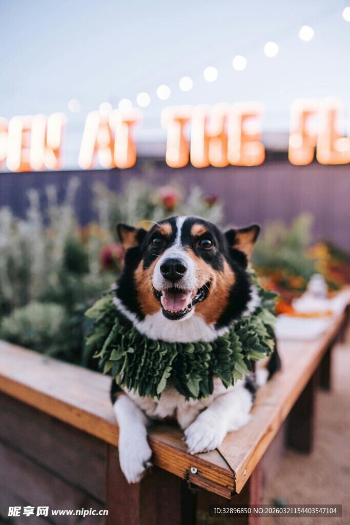 节日装扮的萌犬