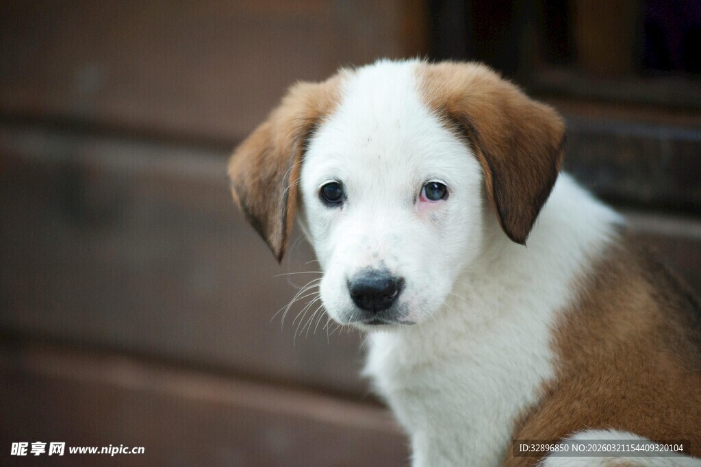 可爱棕白小狗专注凝视