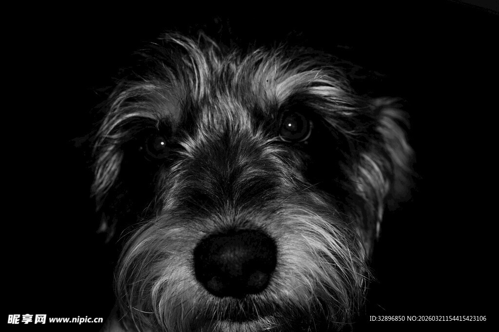 可爱雪纳瑞犬特写