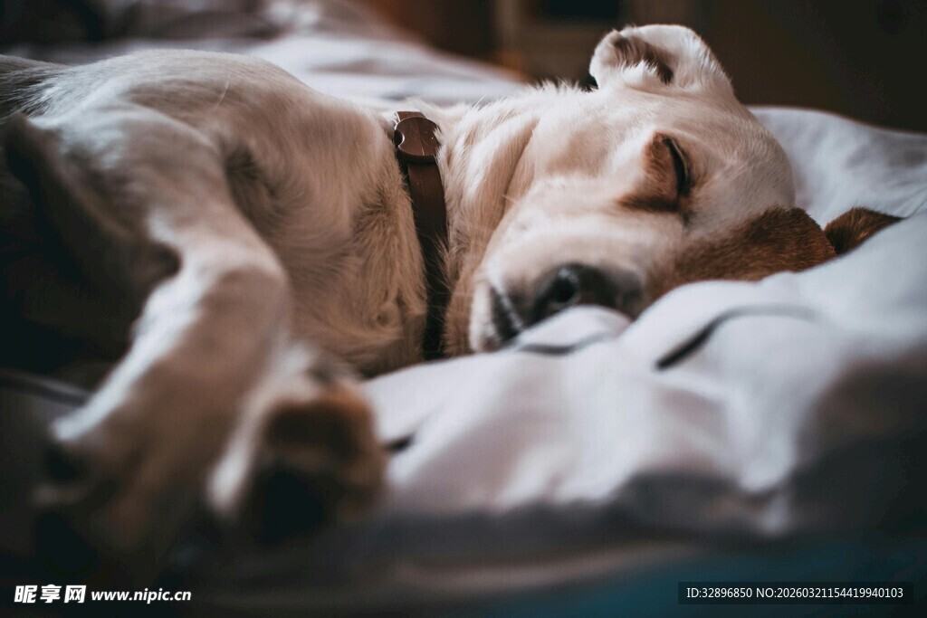 熟睡的狗狗