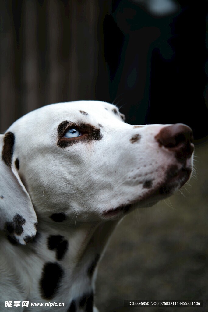 斑点狗仰头特写