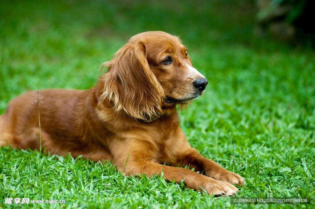 草地上的棕色可爱小狗