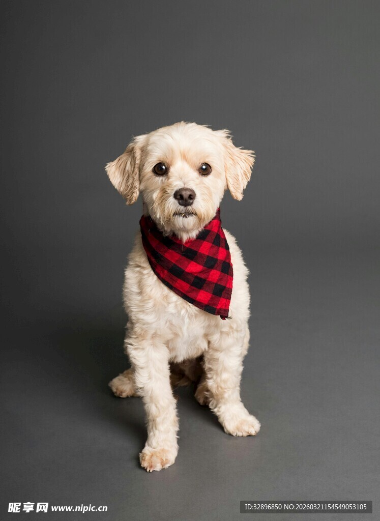 戴红围巾的可爱小白狗