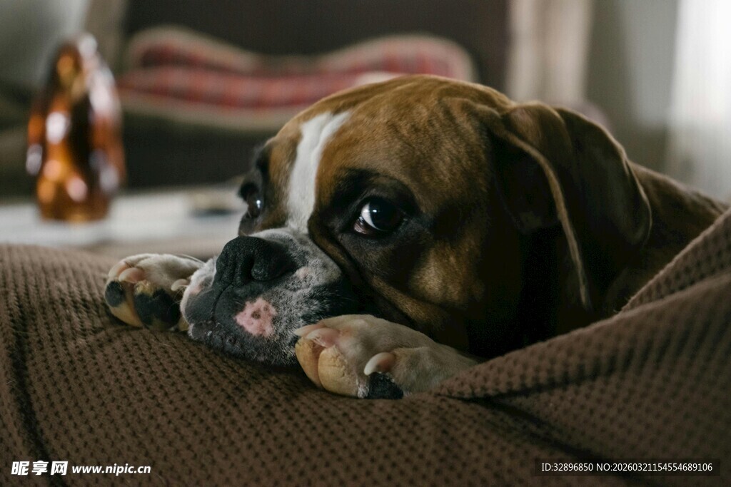趴在沙发上的忧郁狗狗
