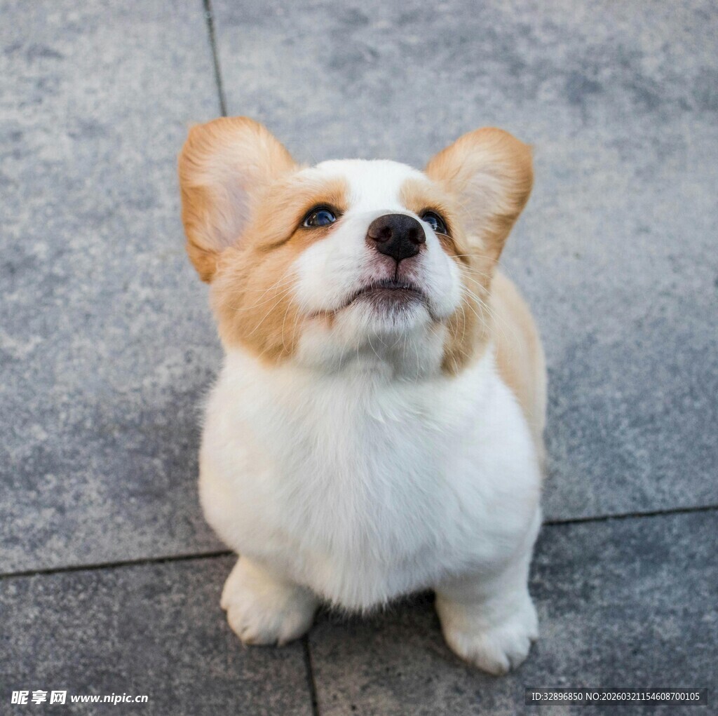 可爱柯基仰头望