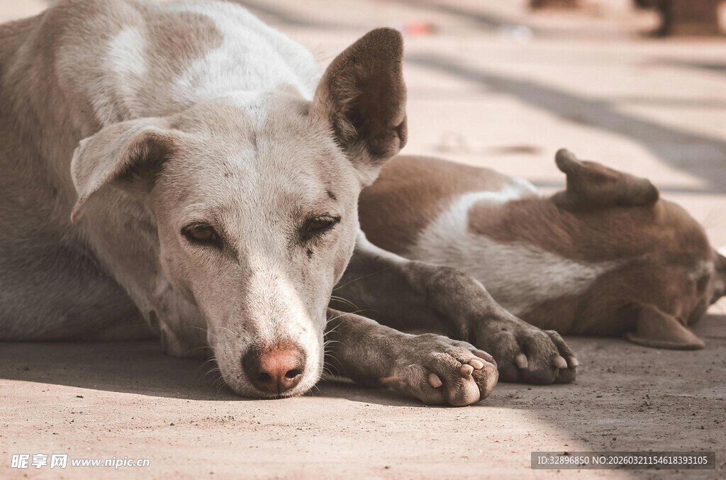 母狗与幼犬安静休憩