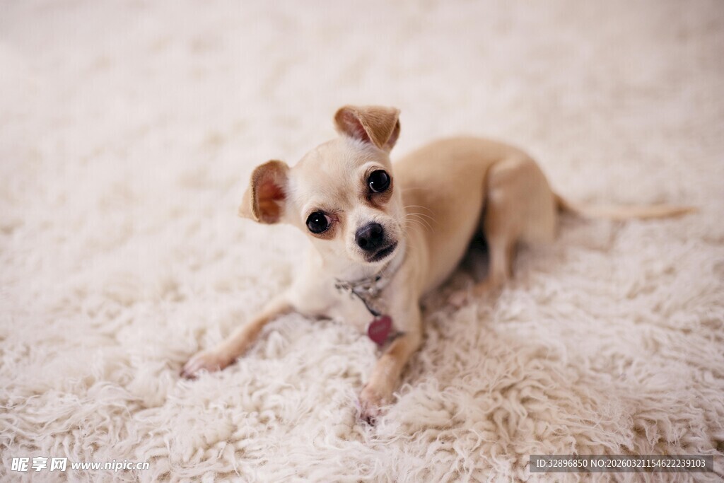 可爱小狗趴毛绒地毯上