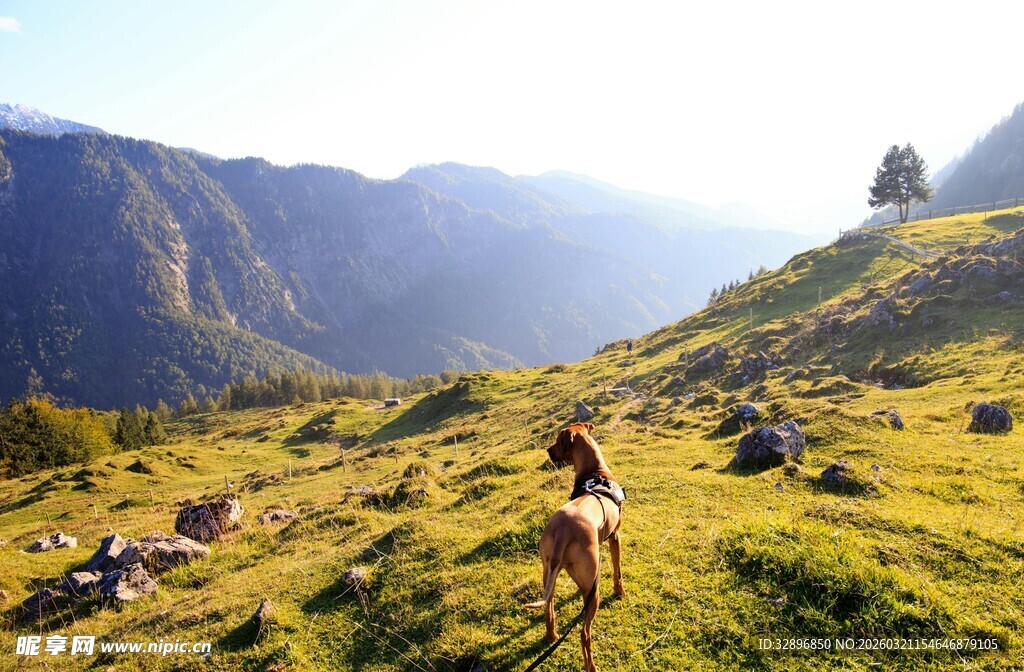 山间骏马漫步美景