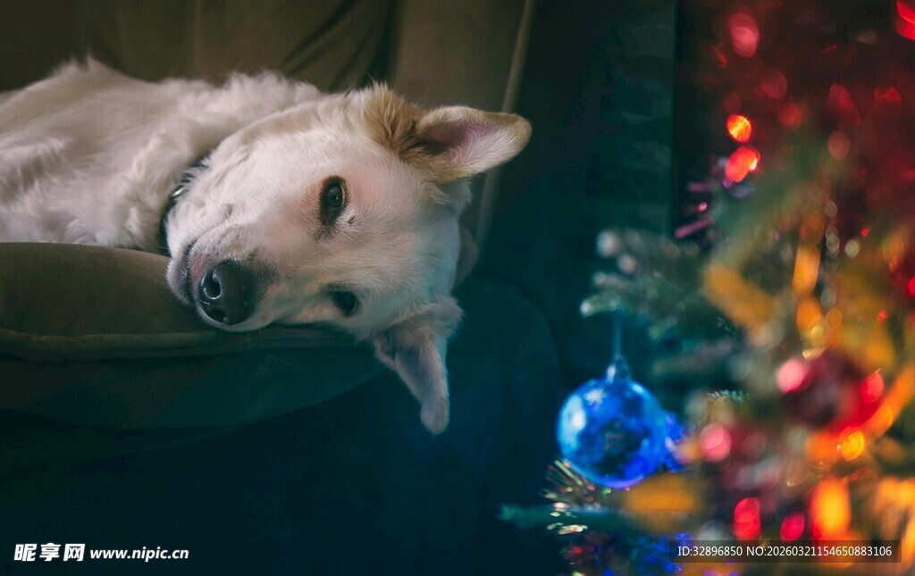 圣诞夜的可爱白狗