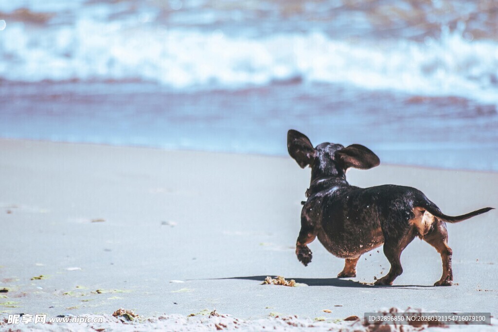 沙滩上的俏皮腊肠犬