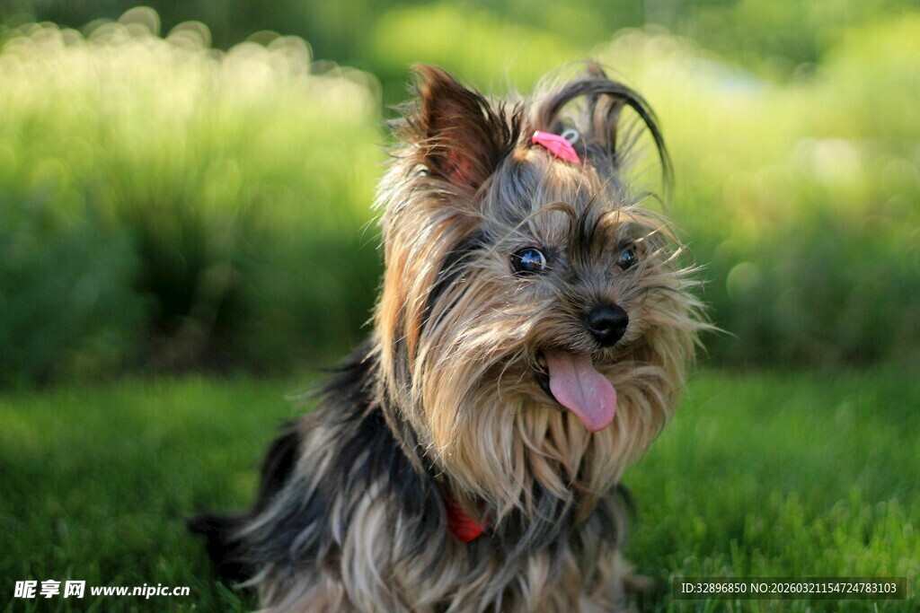 可爱约克夏犬在绿草地上