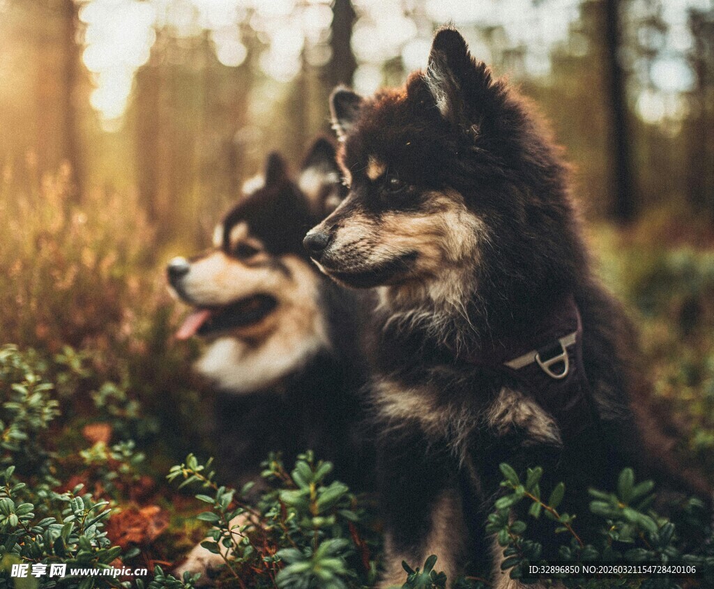 阳光下亲昵的两只宠物犬