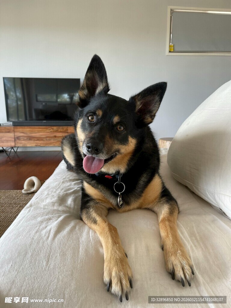 趴沙发的可爱黑棕狗狗