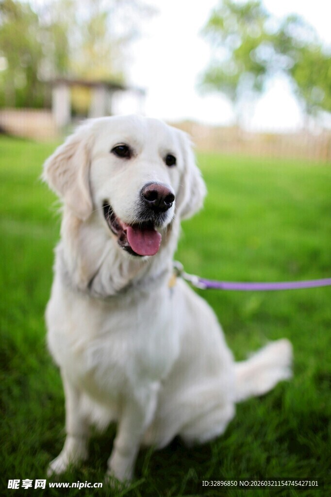 可爱白犬拴绳户外坐立