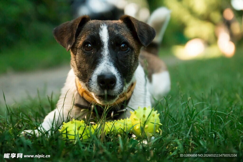 趴在草地的可爱斑点狗