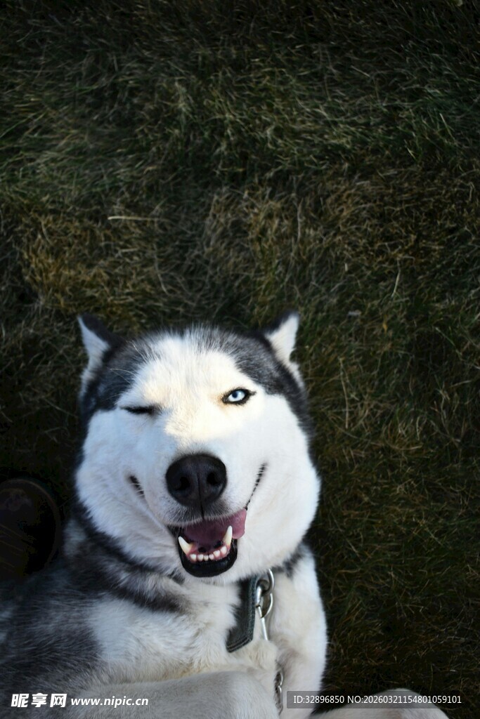 咧嘴笑的哈士奇