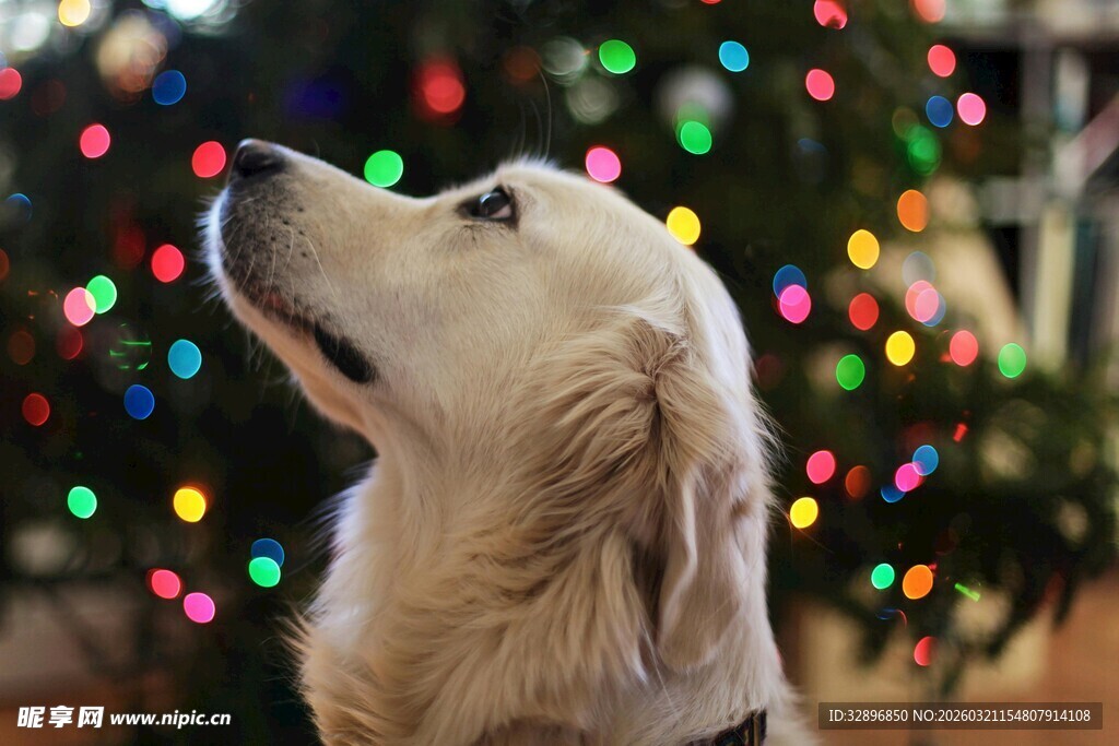 金毛犬仰望圣诞彩灯