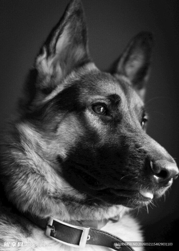 德国牧羊犬特写