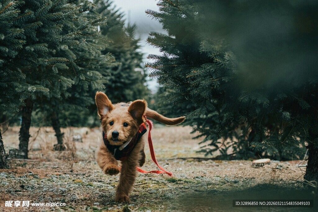 林间奔跑的欢乐狗狗