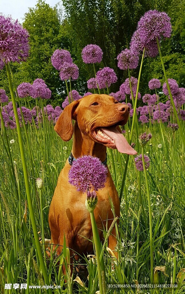 腊肠犬于花丛中惬意吐舌