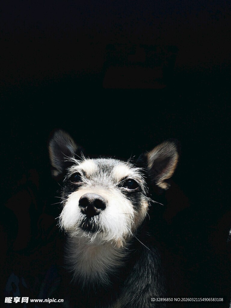 可爱雪纳瑞抬头凝视