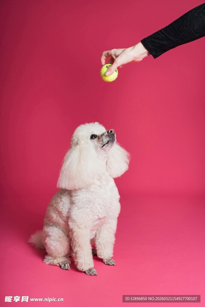粉色背景下逗弄小狗瞬间
