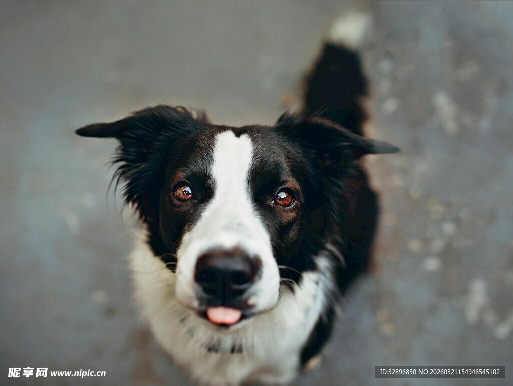 可爱边牧吐舌看镜头