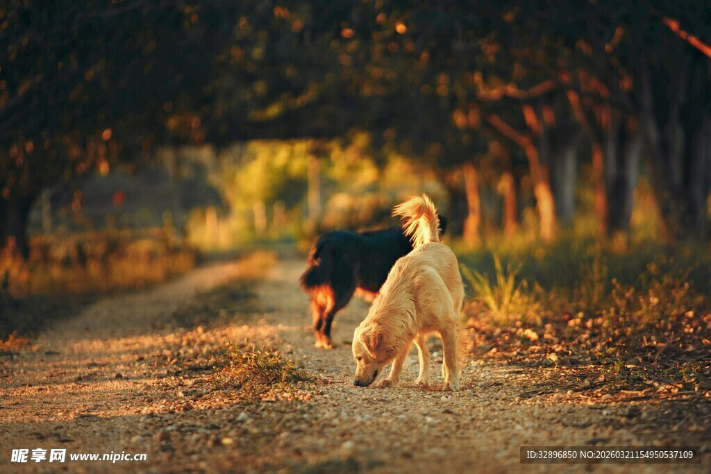 黄昏小道上的两只可爱狗狗