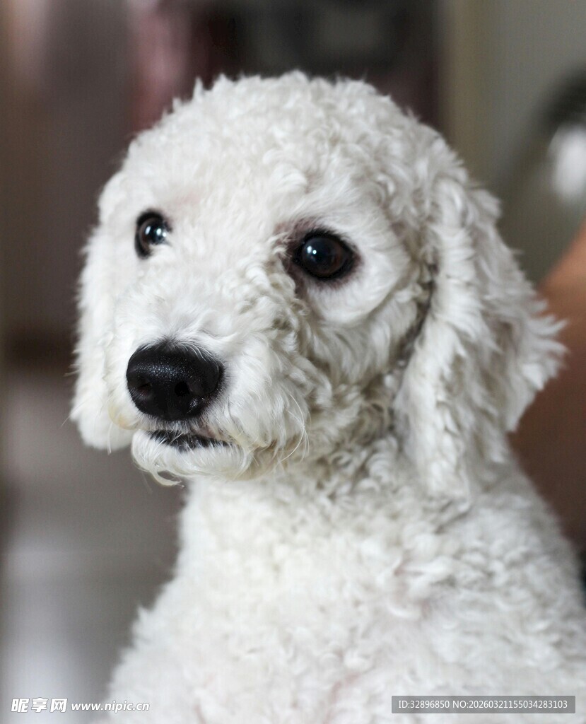 可爱白色贵宾犬特写