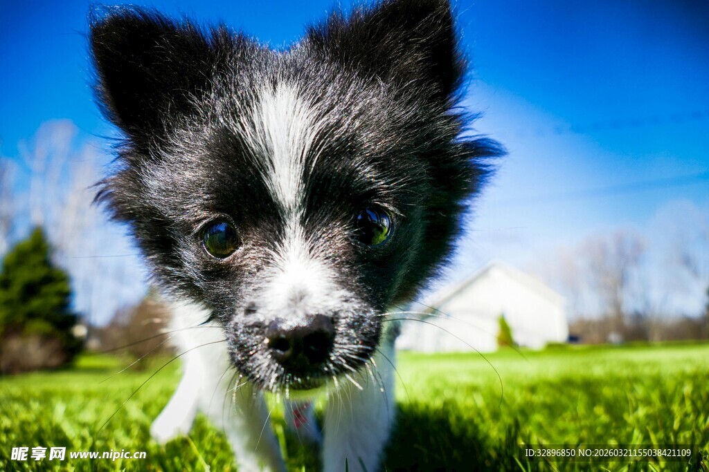 草地上的可爱小狗