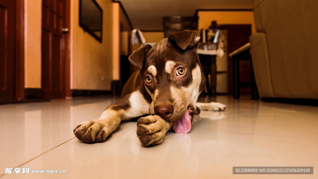 大狗小狗同趴室内地板