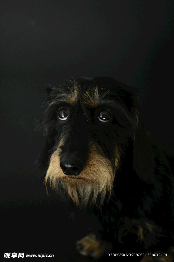 可爱腊肠犬特写