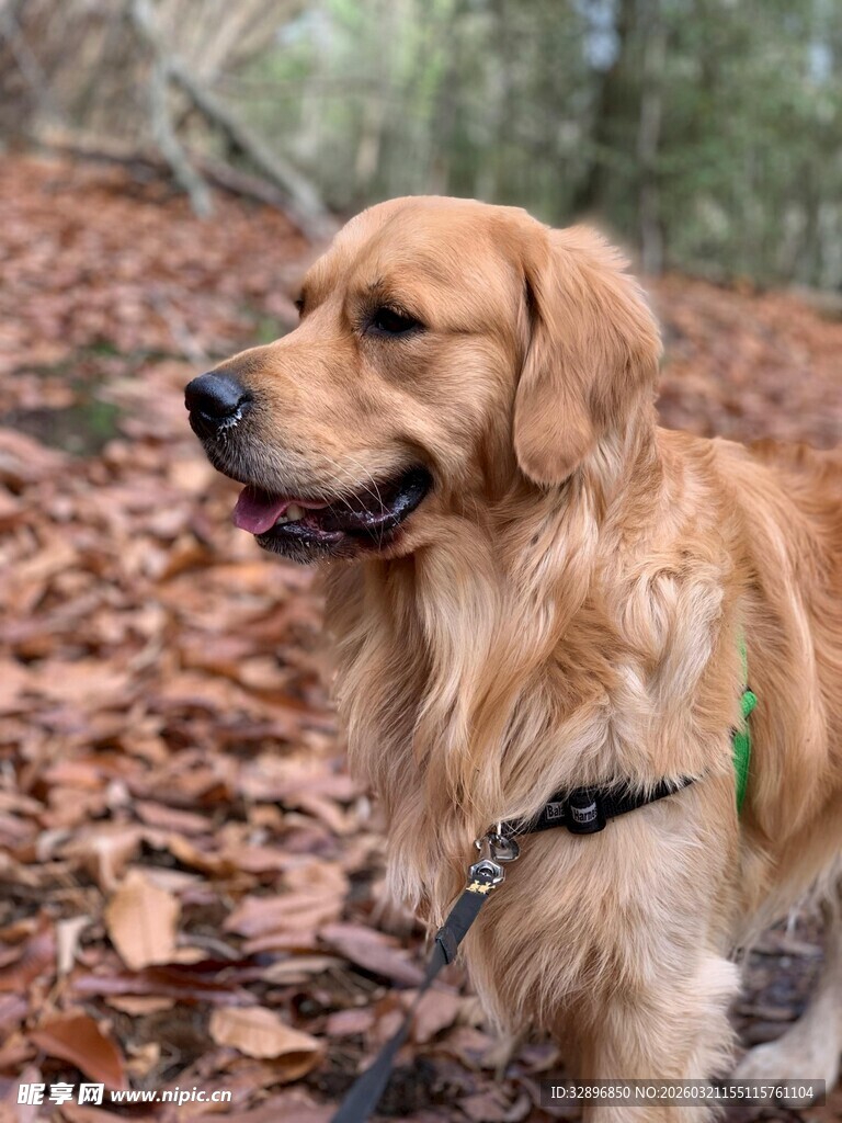 秋日林间的金毛犬