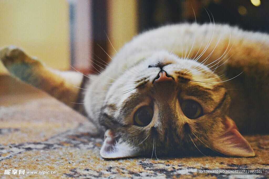 慵懒猫咪惬意躺地