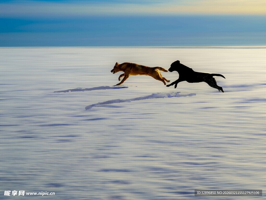 雪地中双犬奔腾