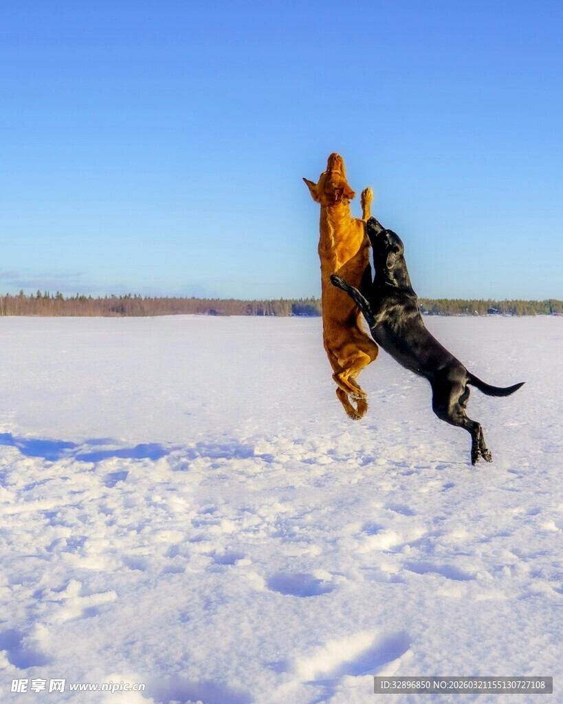 雪地中两犬欢快嬉戏
